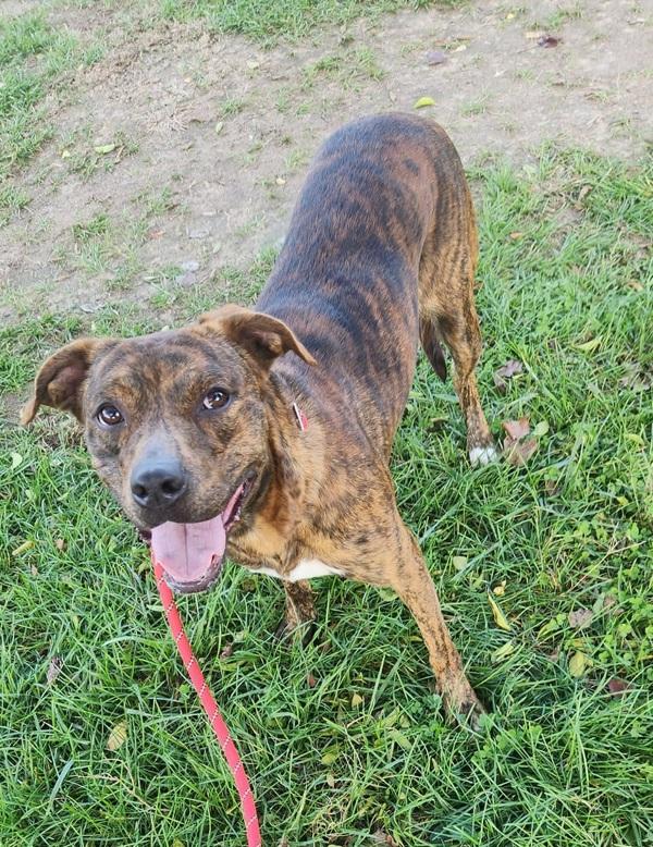 Enlarge Phoenix, a Adoptable mixed breed in Cleveland, TN image 4/5