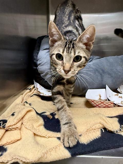 Enlarge MUSTARD, a Adoptable Domestic Short Hair in Fremont, CA image 1/1