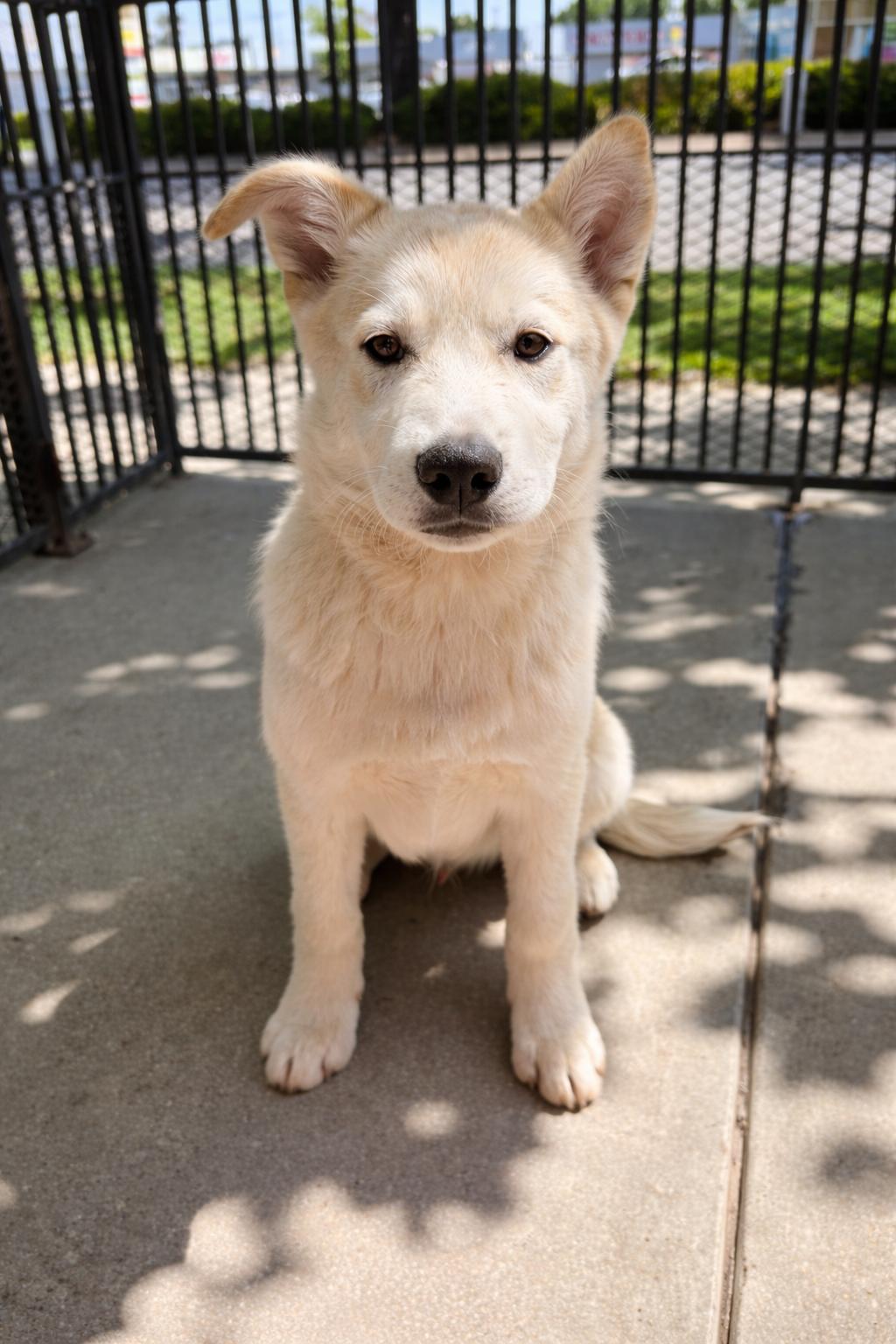 Enlarge Barry, a ADOPTABLE Husky in Lodi, CA image 3/5
