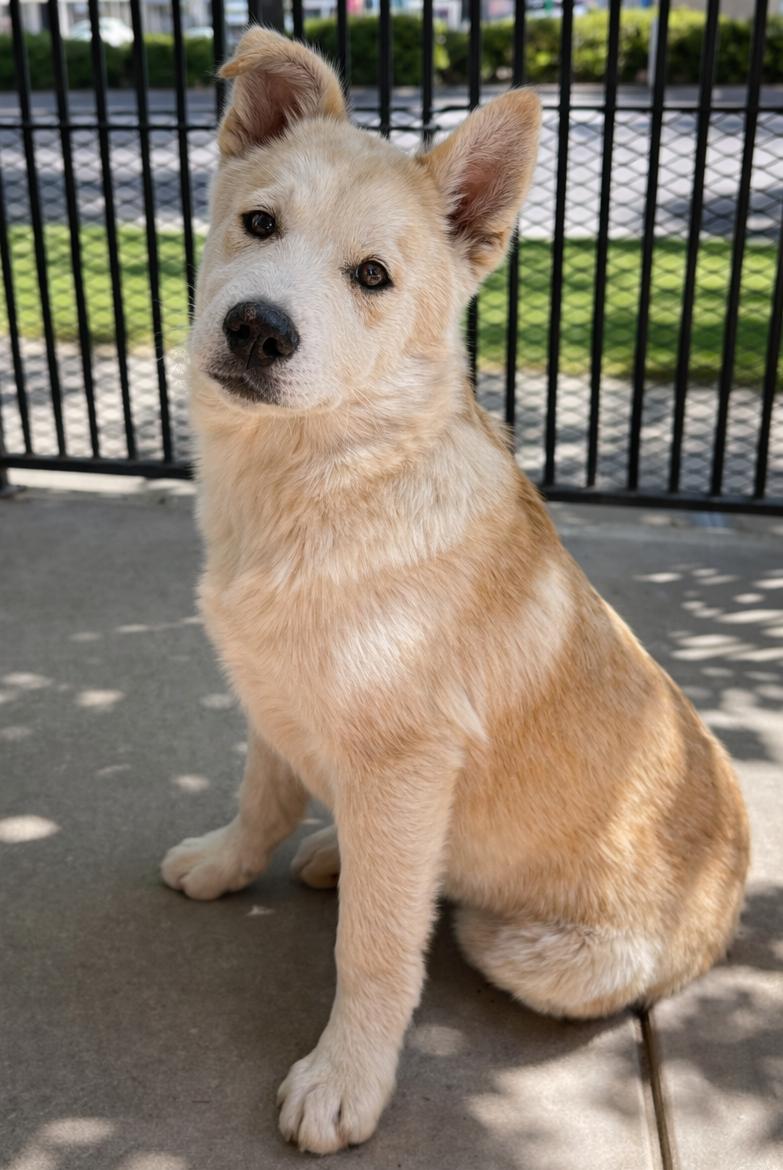 Enlarge Barry, a ADOPTABLE Husky in Lodi, CA image 5/5