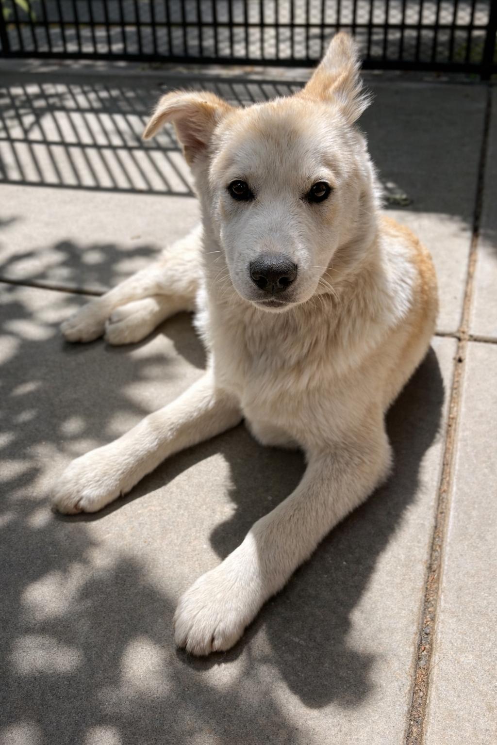 Enlarge Barry, a ADOPTABLE Husky in Lodi, CA image 1/5
