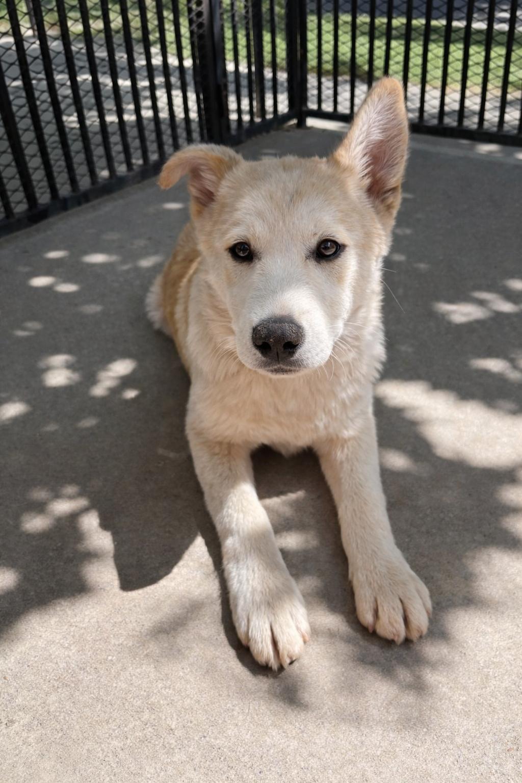 Enlarge Barry, a ADOPTABLE Husky in Lodi, CA image 4/5