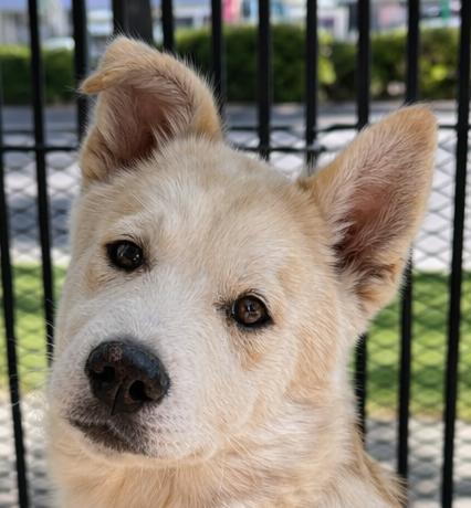 Enlarge Barry, a ADOPTABLE Husky in Lodi, CA image 2/5
