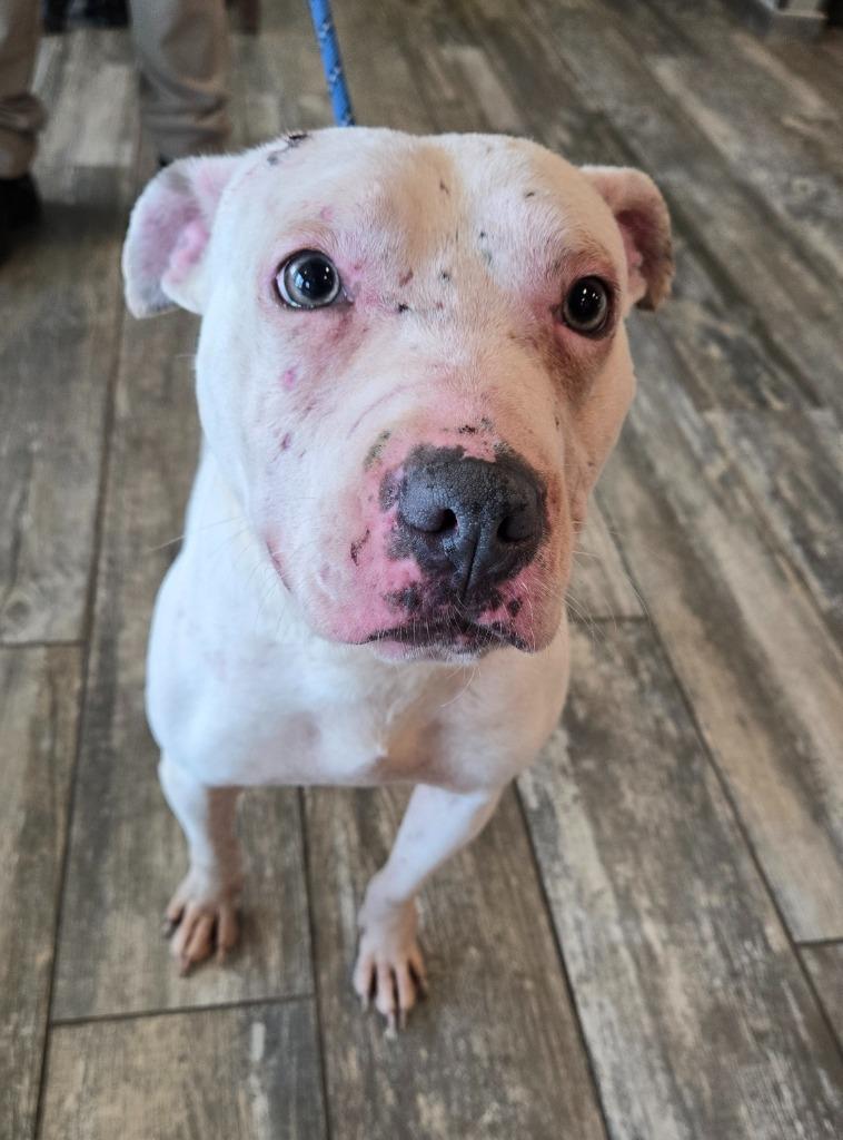 Moki Yrly 164, Adoptable, Adult Female Pit Bull Terrier.
