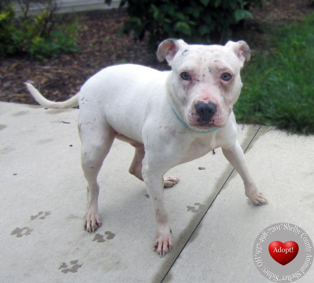 Enlarge Moki Yrly 164, a Adoptable Pit Bull Terrier in Sidney, OH image 2/5