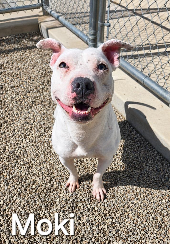 Enlarge Moki Yrly 164, a Adoptable Pit Bull Terrier in Sidney, OH image 3/5