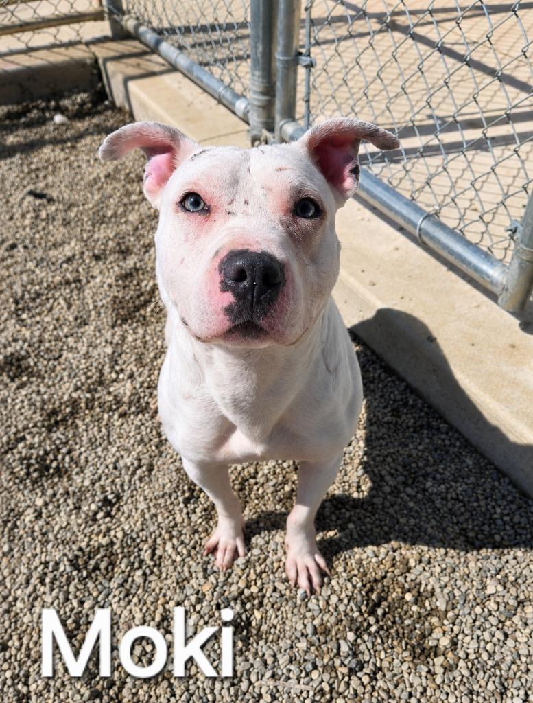 Enlarge Moki Yrly 164, a Adoptable Pit Bull Terrier in Sidney, OH image 4/5