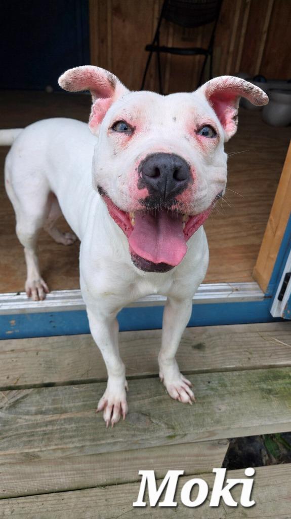 Moki Yrly 164, a Adoptable Pit Bull Terrier in Sidney, OH image 5/6