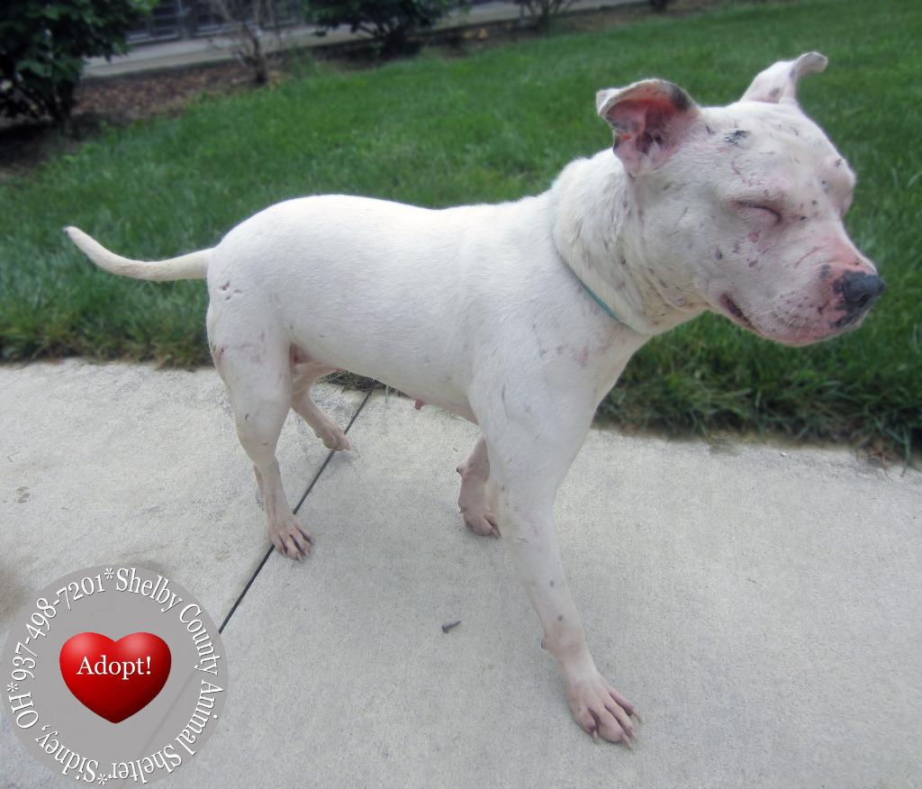 Enlarge Moki Yrly 164, a Adoptable Pit Bull Terrier in Sidney, OH image 5/5