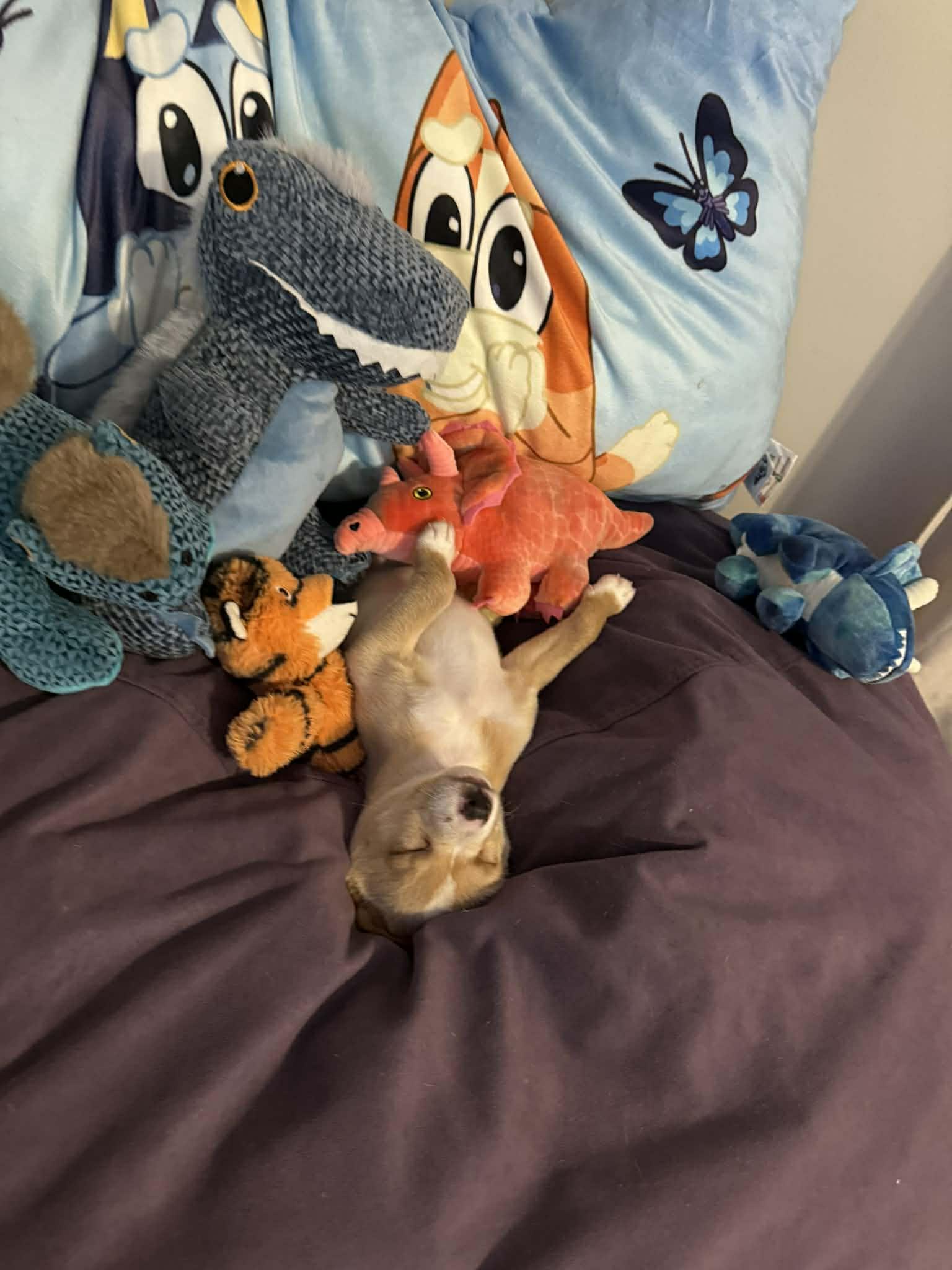 Rob - Traitors Litter, Adopted, Puppy Male Terrier & Shepherd.