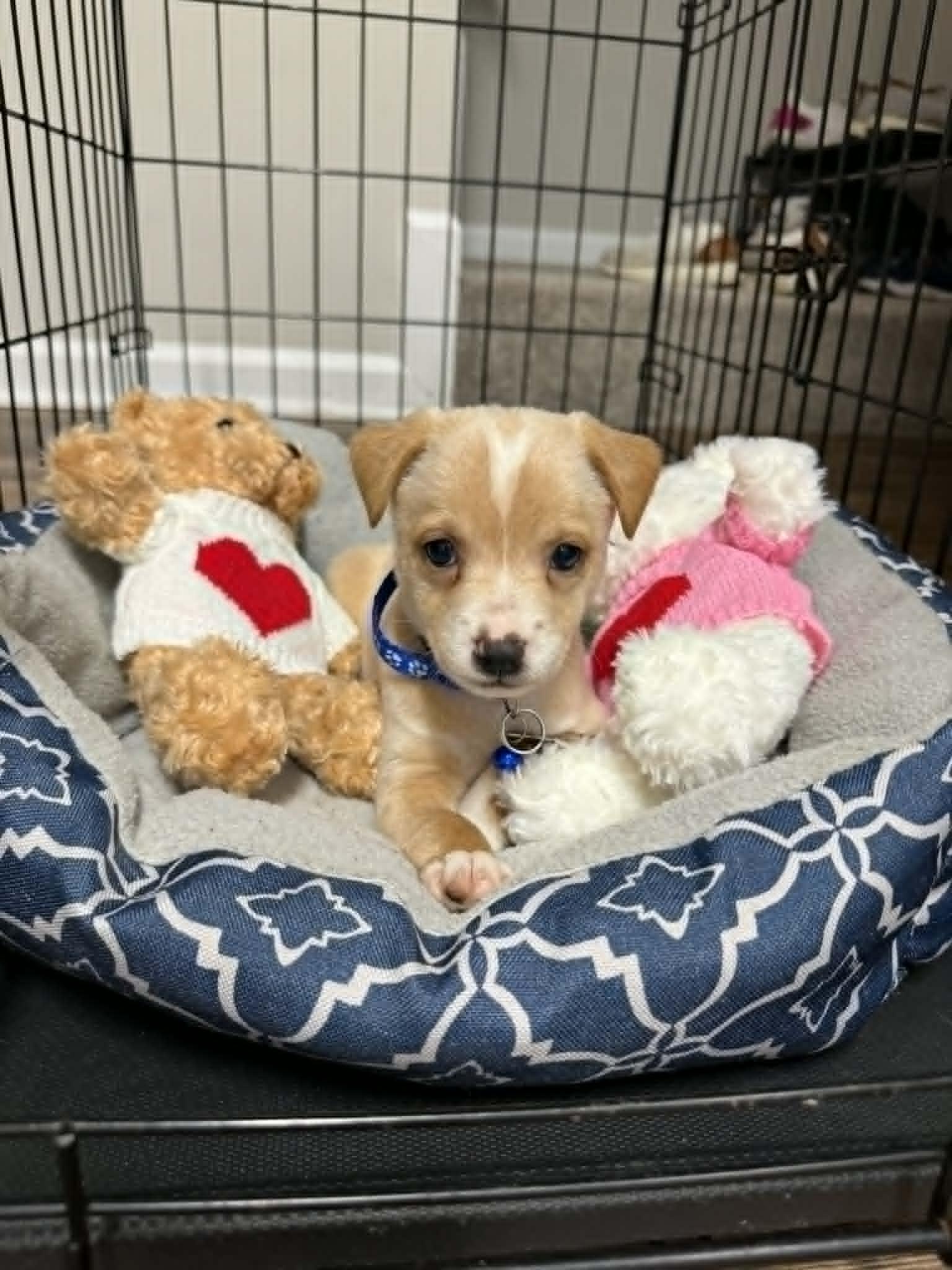 Enlarge Rob - Traitors Litter, a Adopted mixed breed in Holly Springs, NC image 2/3