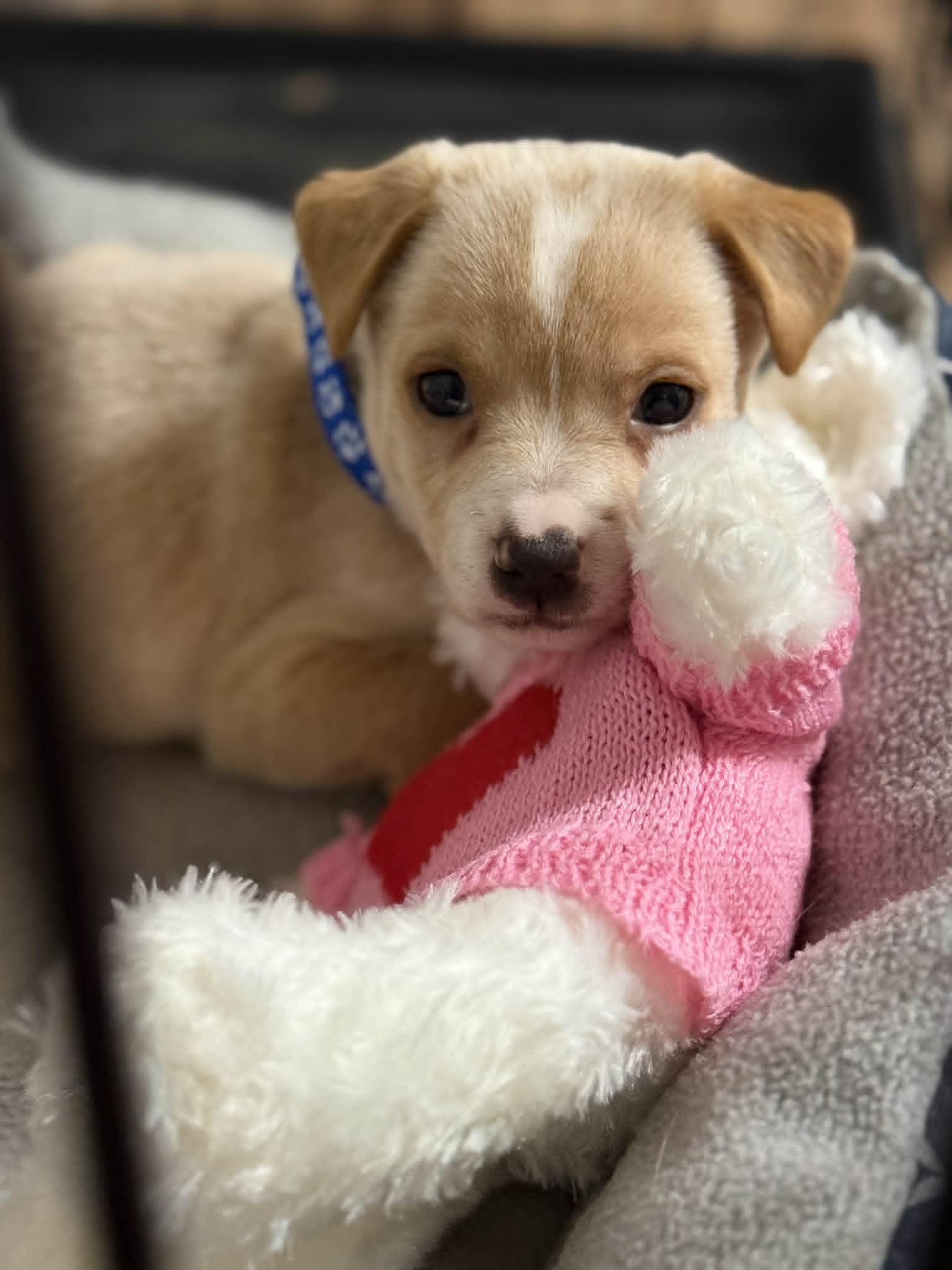 Enlarge Rob - Traitors Litter, a Adopted mixed breed in Holly Springs, NC image 3/3