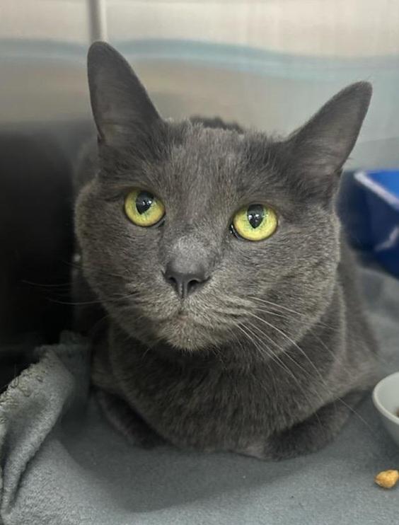 Enlarge Fiona, a Adopted mixed breed in Fort Worth, TX image 1/3