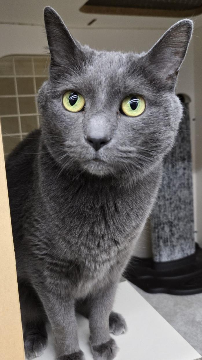 Enlarge Fiona, a Adopted mixed breed in Fort Worth, TX image 3/3