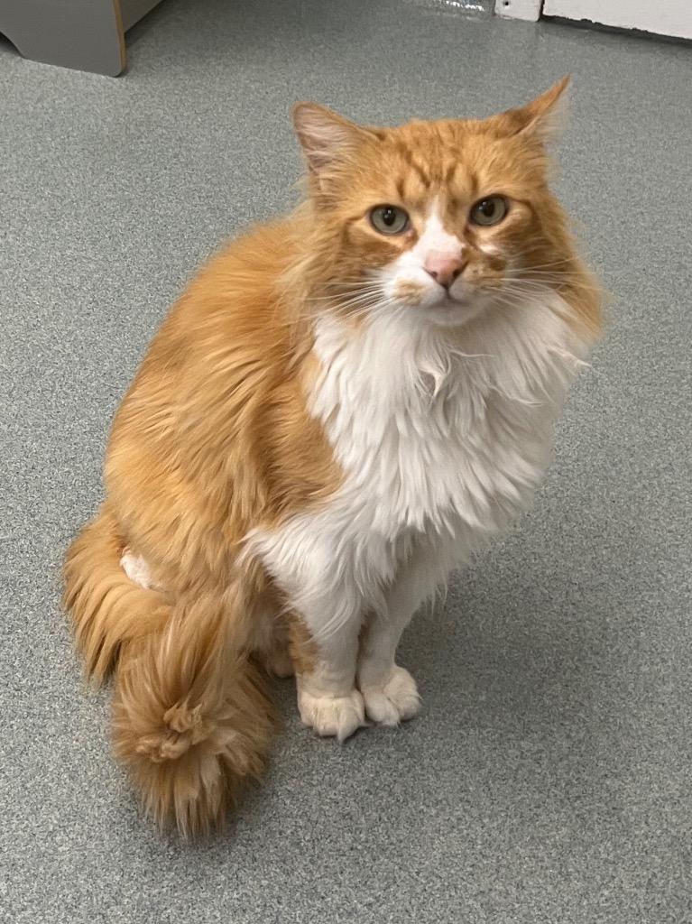 Pun'kin, Adoptable, Senior Male Domestic Medium Hair.