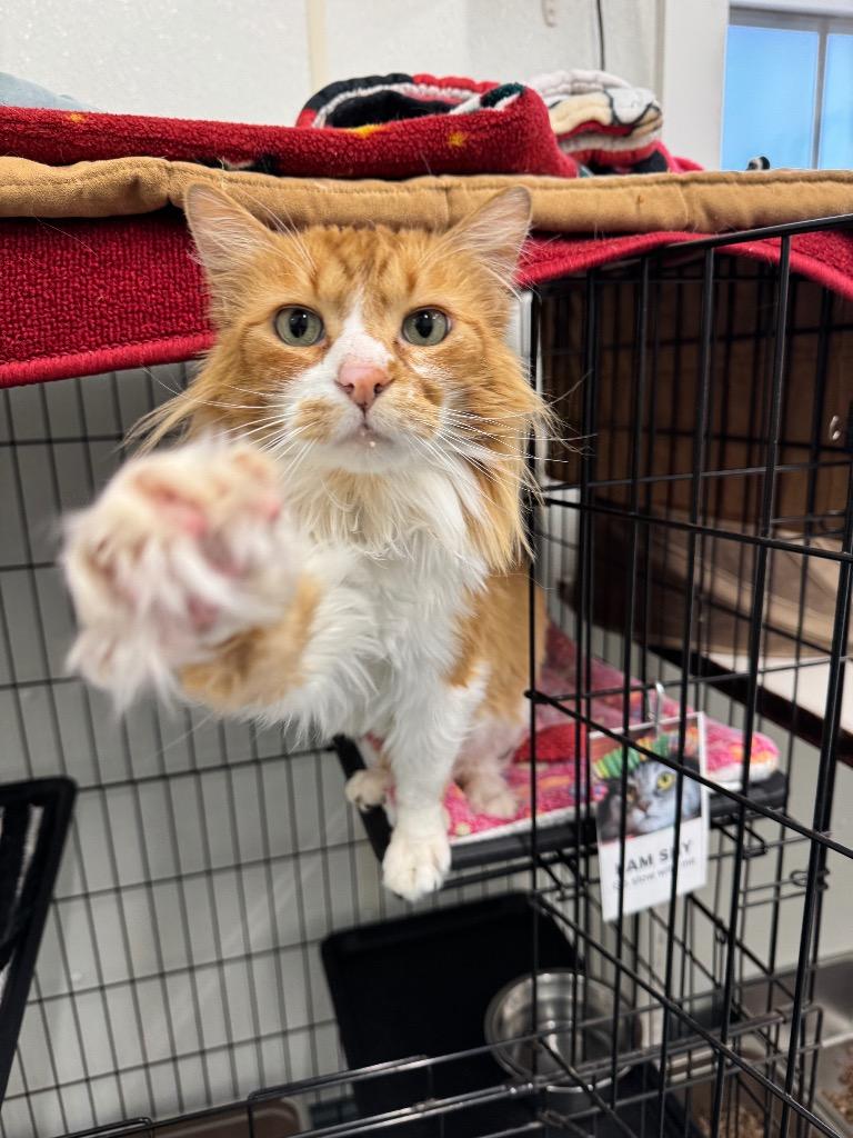 Enlarge Pun'kin, a Adoptable mixed breed in Cumberland, ME image 2/3