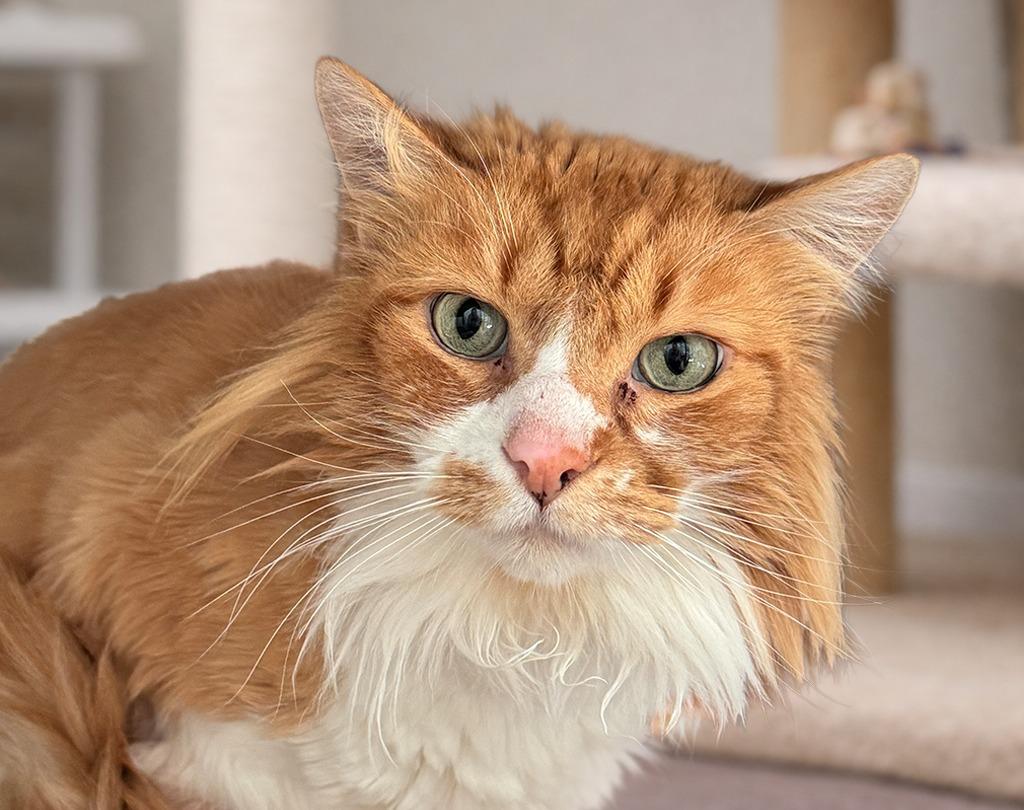 Enlarge Pun'kin, a Adoptable mixed breed in Cumberland, ME image 3/3