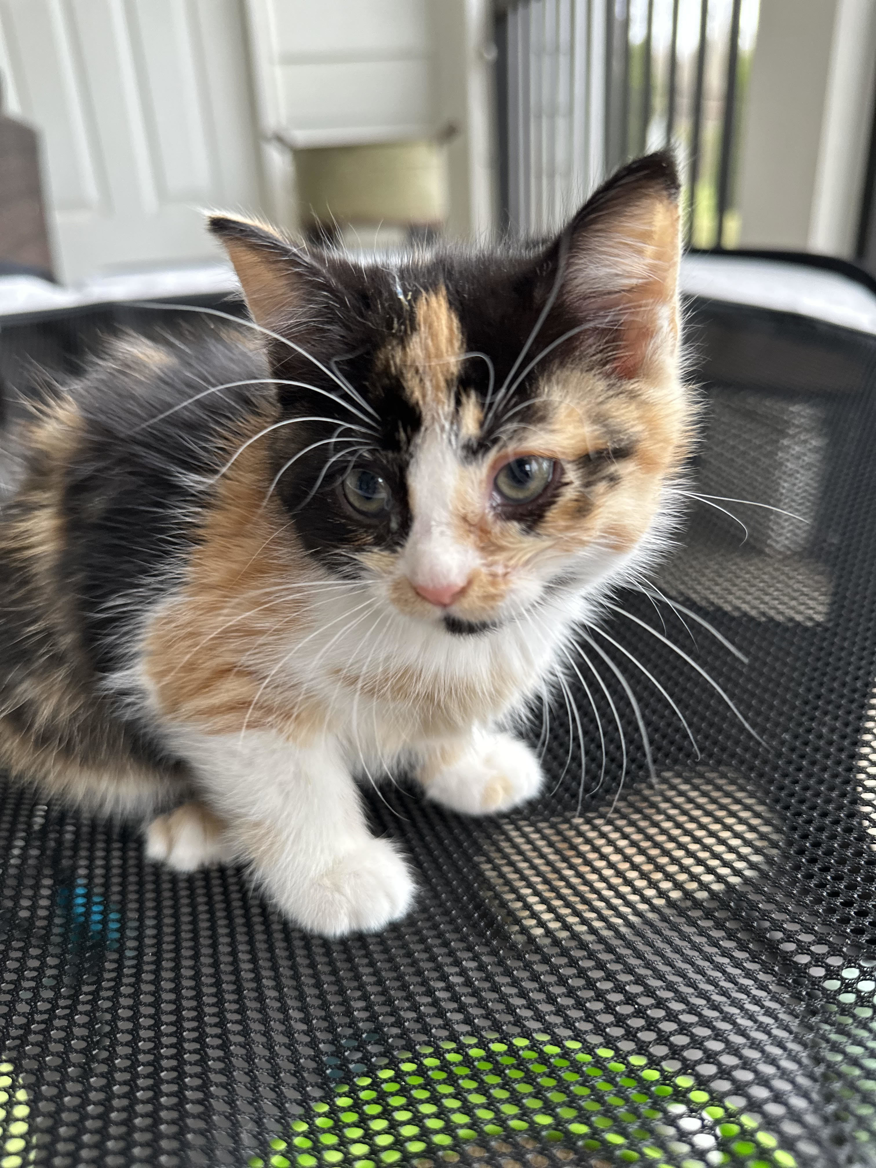 Willow, Adopted, Kitten Female Calico.