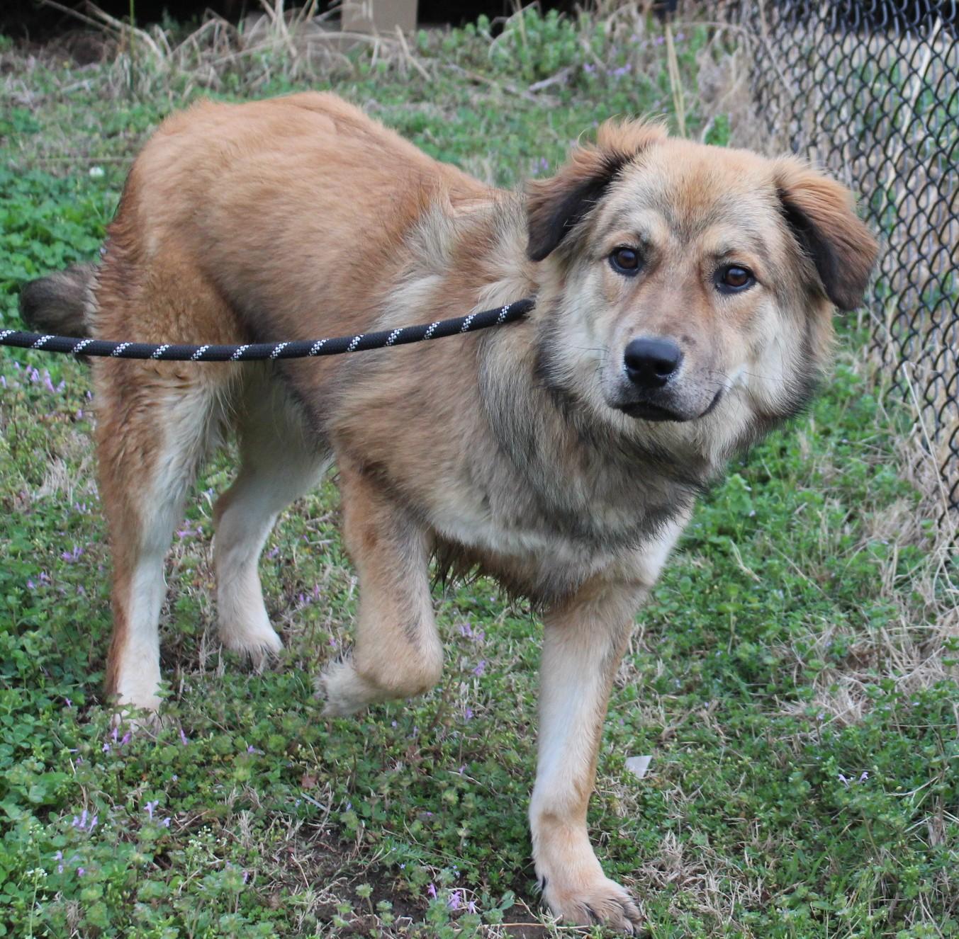 Enlarge BEAR, a ADOPTABLE mixed breed in Claremore, OK image 3/3