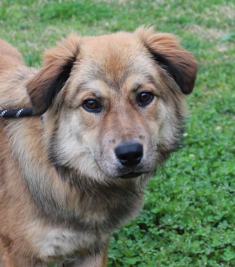 BEAR, ADOPTABLE, Young Male Collie & German Shepherd Dog.