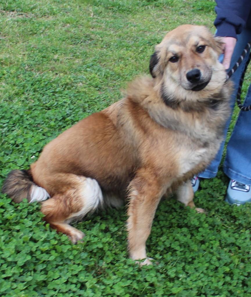 Enlarge BEAR, a ADOPTABLE mixed breed in Claremore, OK image 2/3