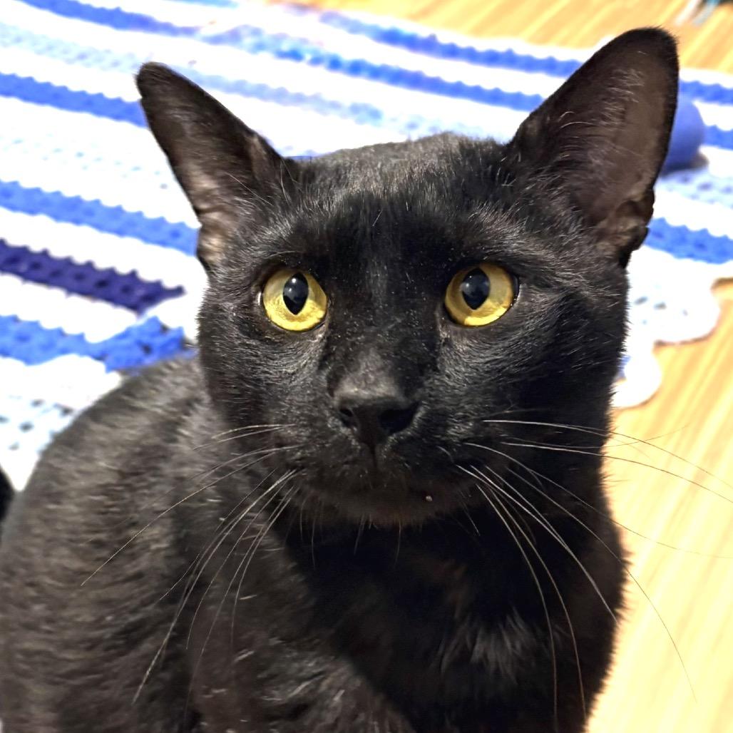 Enlarge Ham, a Adoptable Domestic Short Hair in Sarasota, FL image 1/6