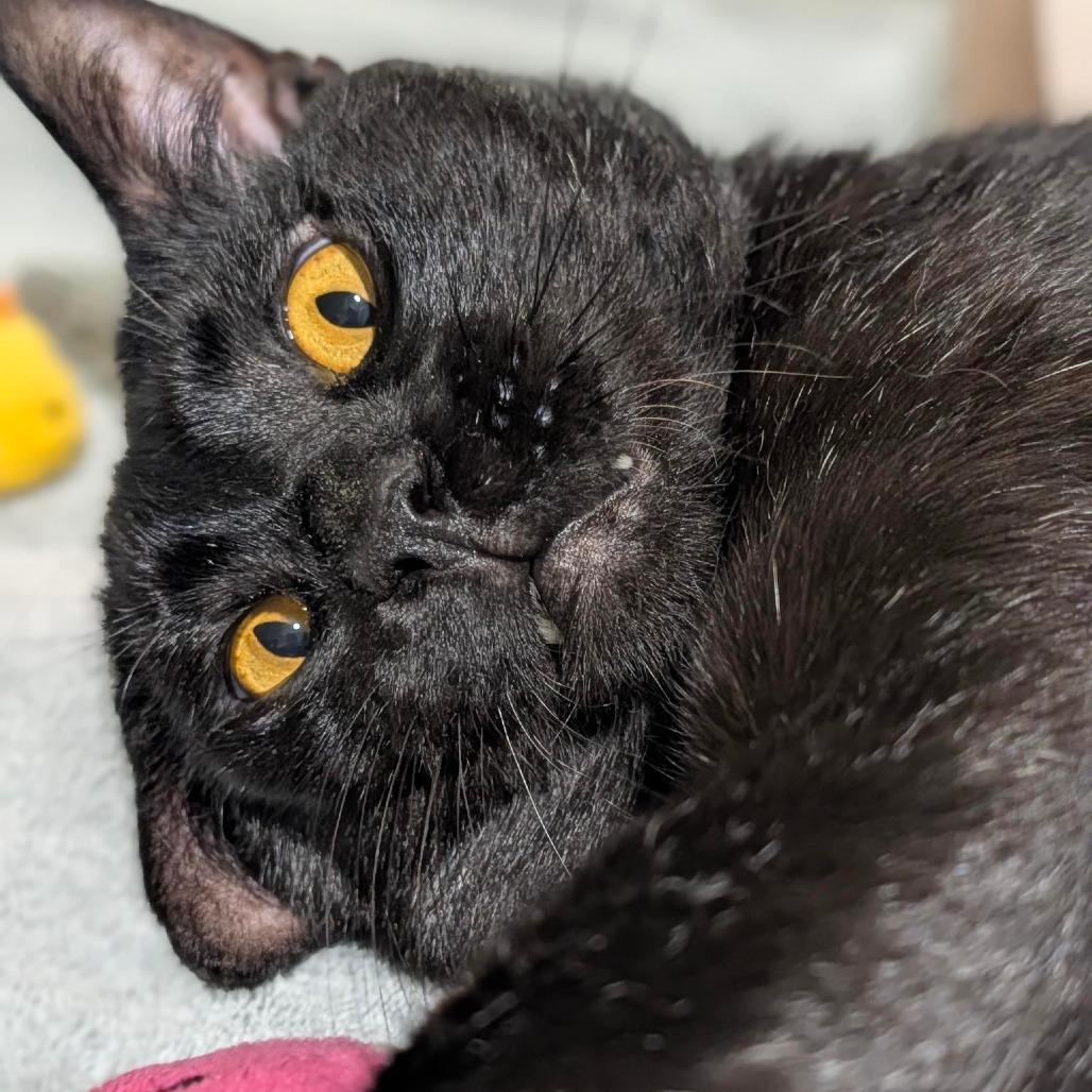 Enlarge Ham, a Adoptable Domestic Short Hair in Sarasota, FL image 3/6
