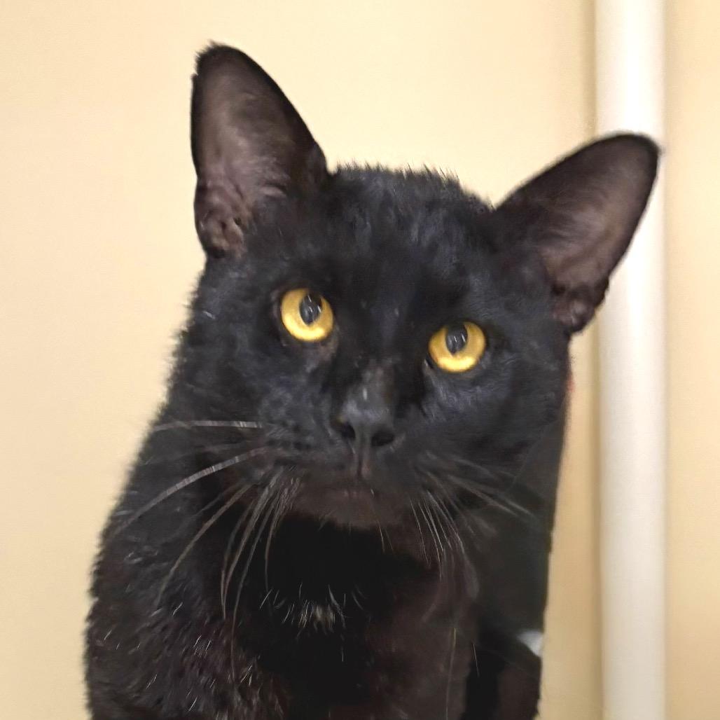 Enlarge Ham, a Adoptable Domestic Short Hair in Sarasota, FL image 4/6