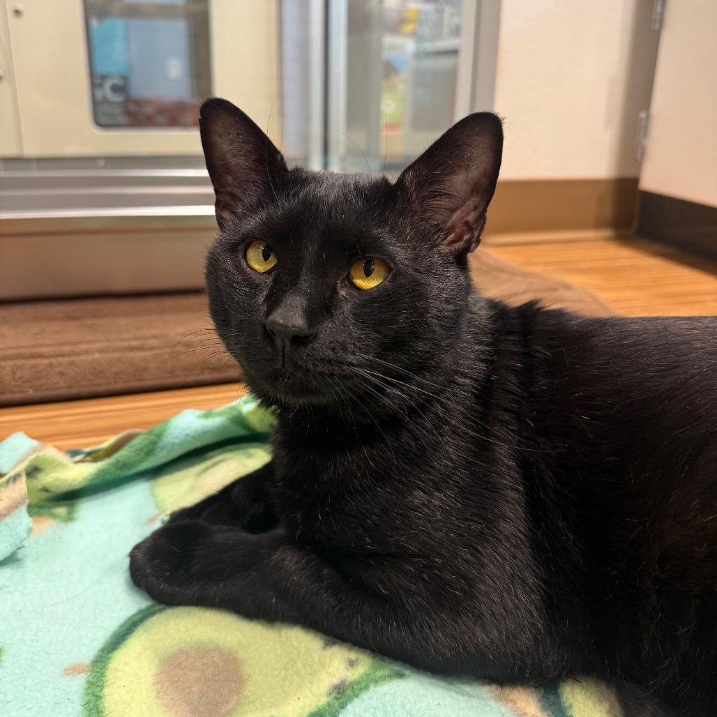 Ham, a Adoptable Domestic Short Hair in Sarasota, FL image 5/6