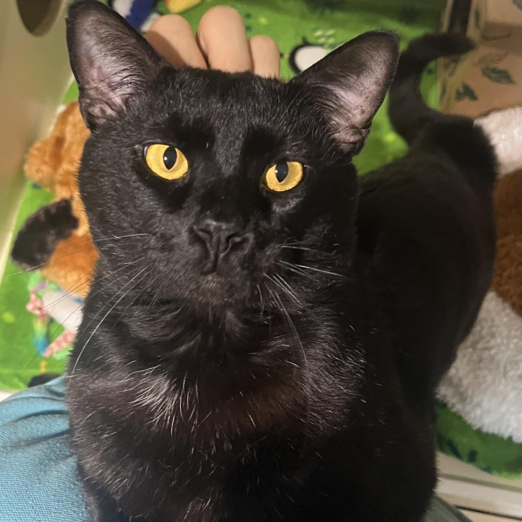 Enlarge Ham, a Adoptable Domestic Short Hair in Sarasota, FL image 5/6