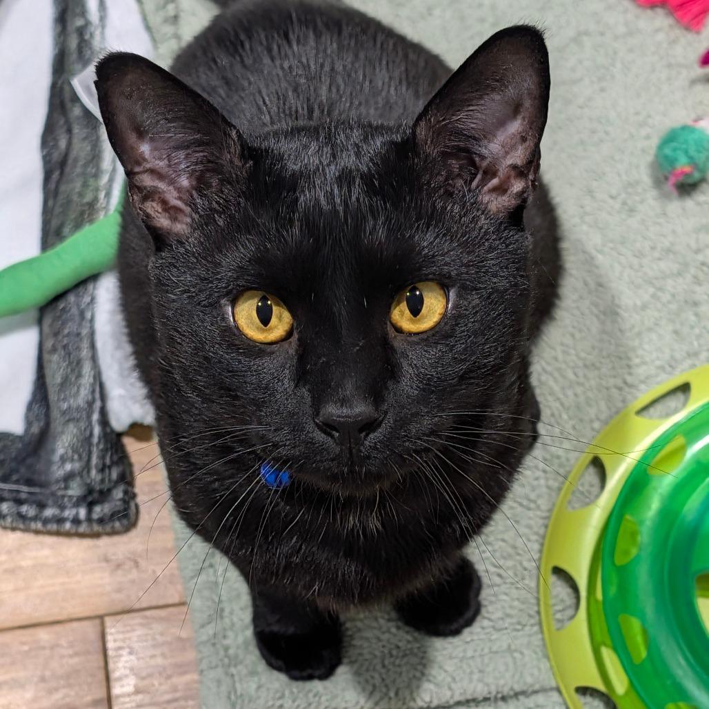 Enlarge Ham, a Adoptable Domestic Short Hair in Sarasota, FL image 6/6