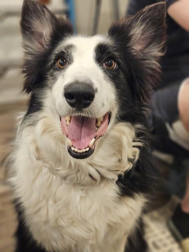 Enlarge Lila, an adopted Border Collie in Cordova, TN image 1/4