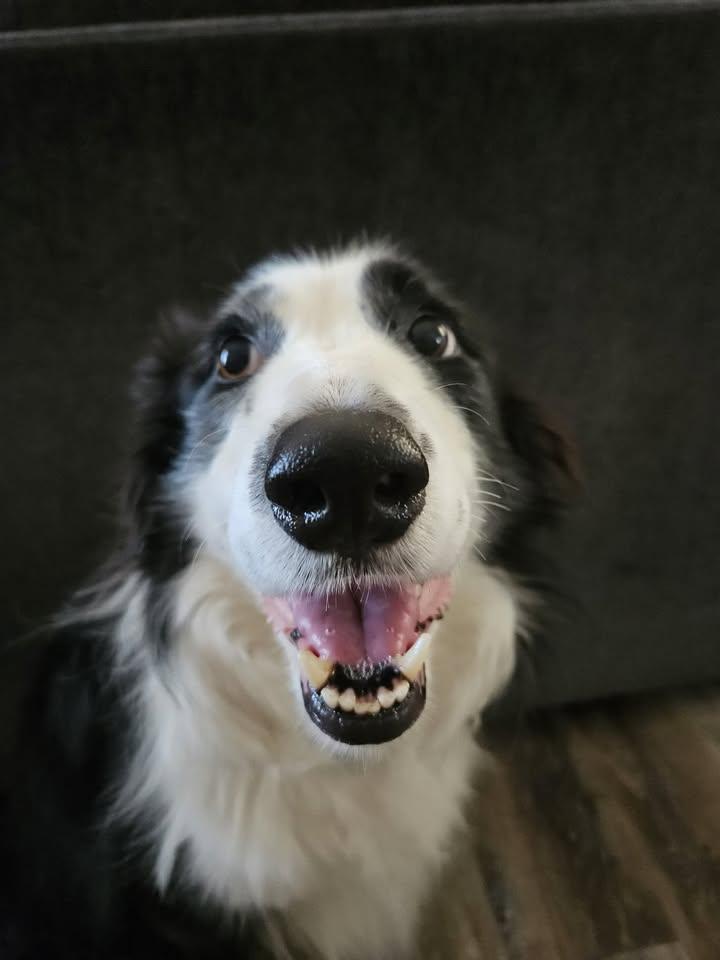 Enlarge Lila, an adopted Border Collie in Cordova, TN image 2/4