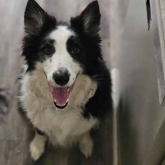 Enlarge Lila, an adopted Border Collie in Cordova, TN image 3/4