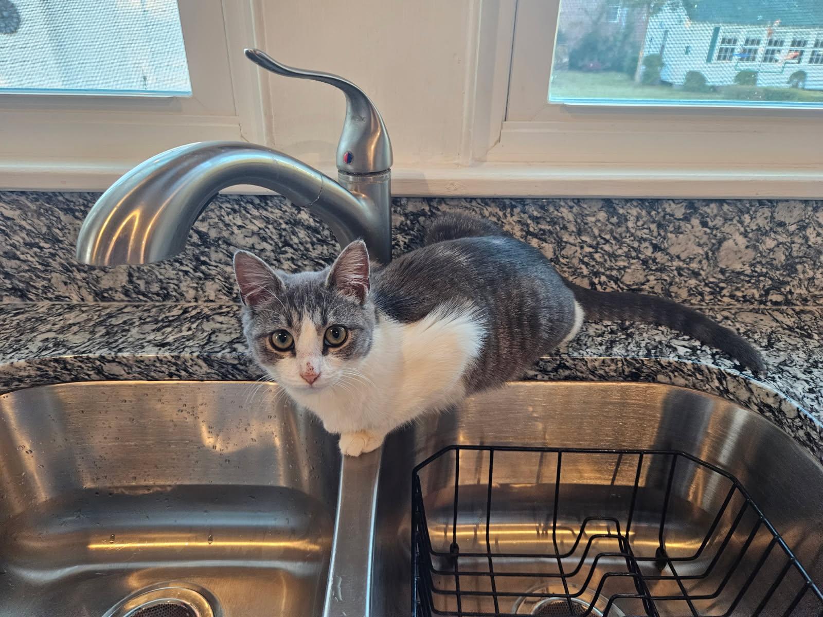 Enlarge Millie, a Adoptable Domestic Short Hair in New York City, NY image 3/3