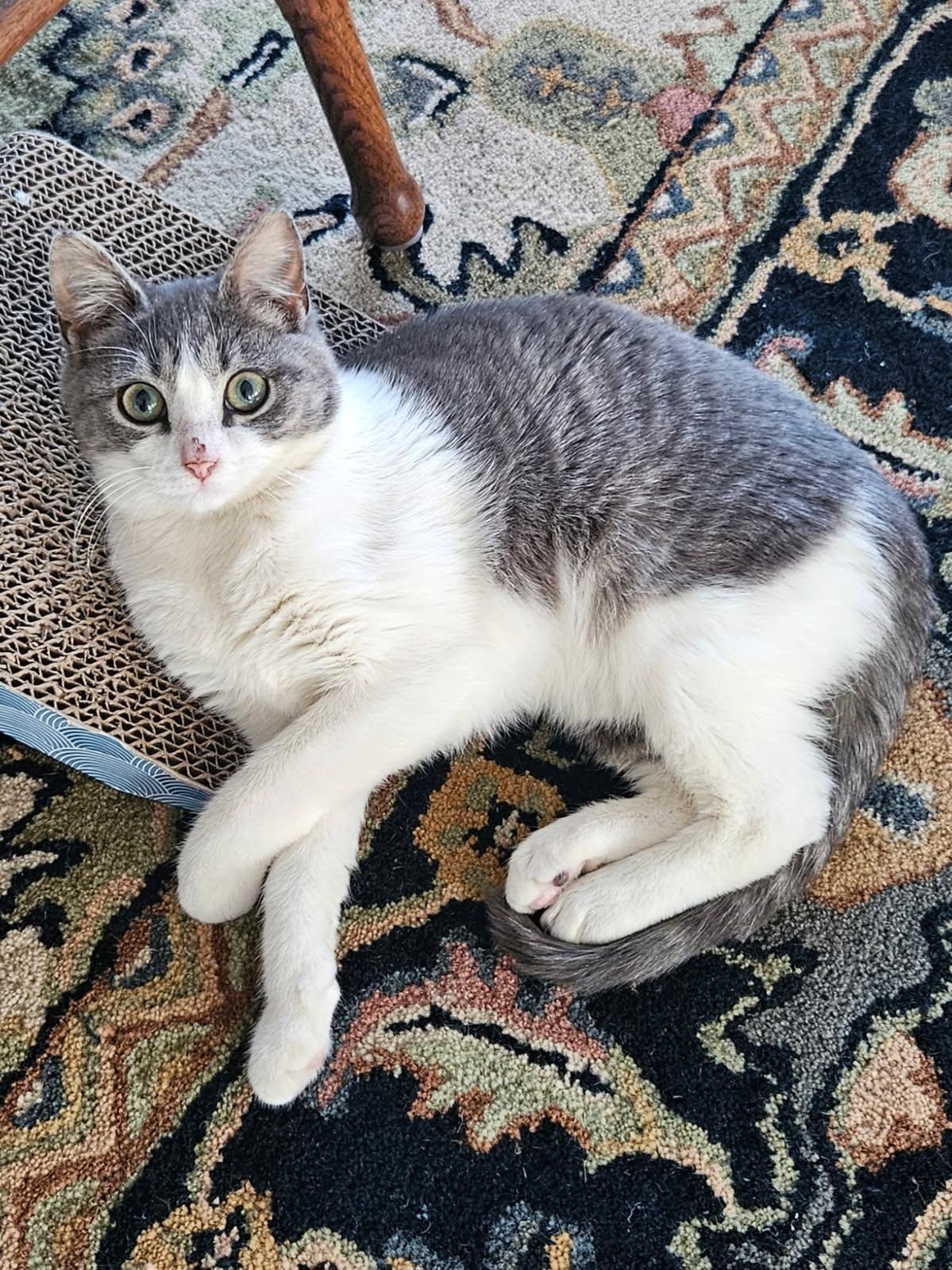 Millie, Adoptable, Kitten Female Domestic Short Hair.