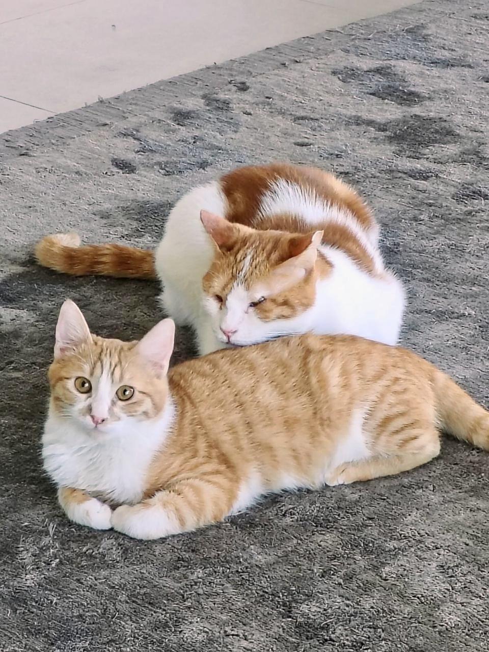 Enlarge Nour, the Ray Of Light, a ADOPTABLE mixed breed in Somerset, NJ image 1/6