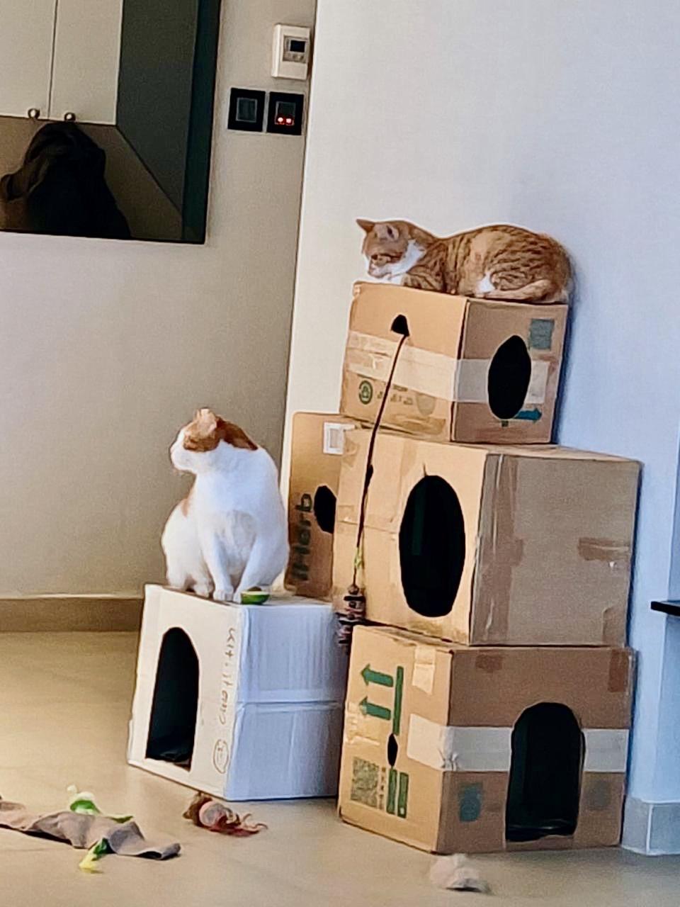 Enlarge Nour, the Ray Of Light, a ADOPTABLE mixed breed in Somerset, NJ image 3/6