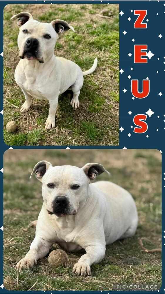 Zeus, Adopted, Adult Male American Bulldog.