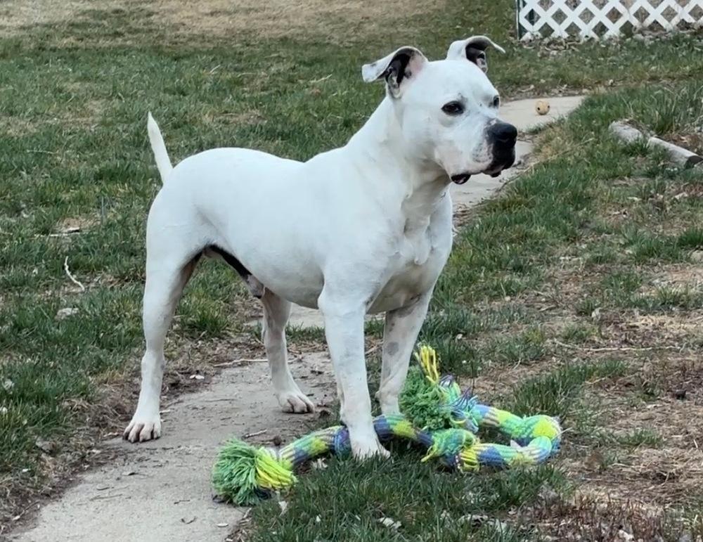 Enlarge Zeus, a Adopted mixed breed in Parker, CO image 2/4