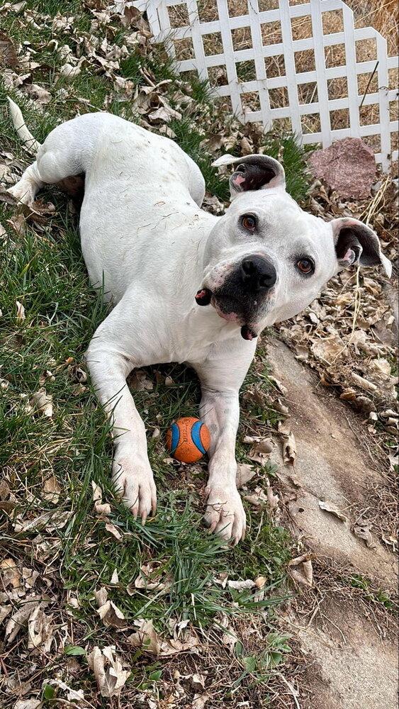 Enlarge Zeus, a Adopted mixed breed in Parker, CO image 3/4