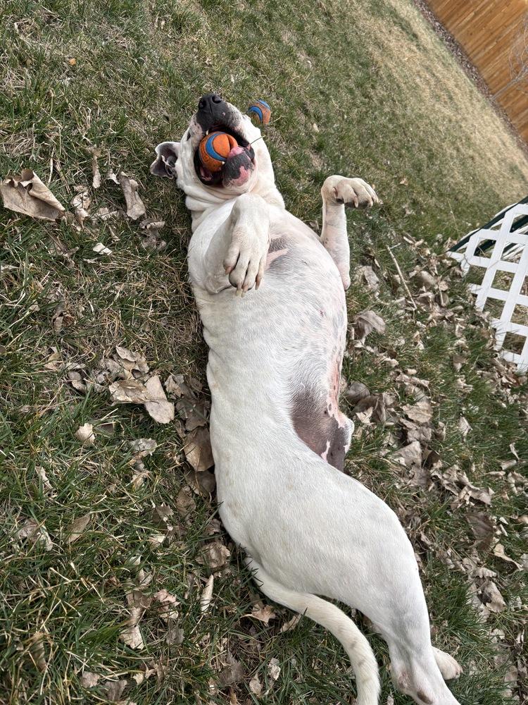 Enlarge Zeus, a Adopted mixed breed in Parker, CO image 4/4