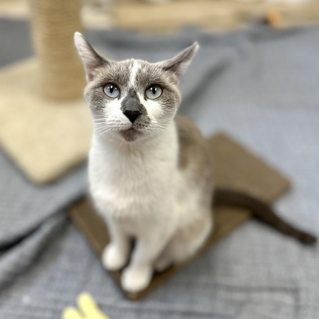 Angel, Adoptable, Young Female Domestic Short Hair.