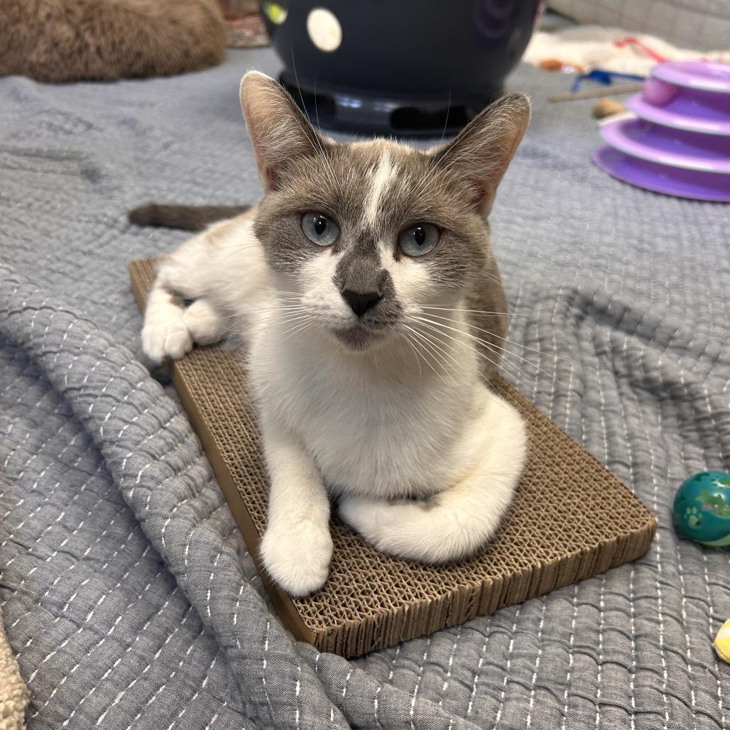 Angel, a Adoptable Domestic Short Hair in Bedford, NH image 2/2
