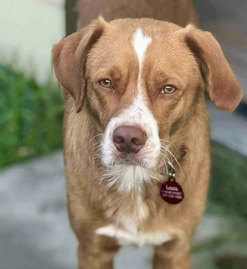 Tommy J, Adoptable, Young Male Nova Scotia Duck Tolling Retriever.