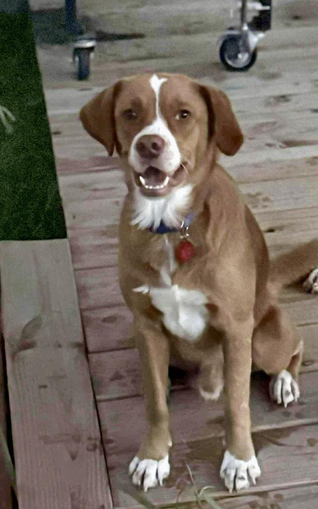 Tommy J, Adoptable, Young Male Nova Scotia Duck Tolling Retriever.