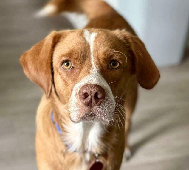 Tommy J, Adoptable, Young Male Nova Scotia Duck Tolling Retriever.