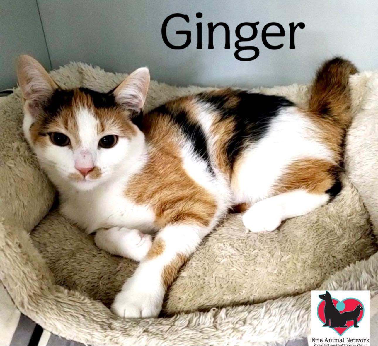 Ginger, Adoptable, Adult Female American Shorthair.