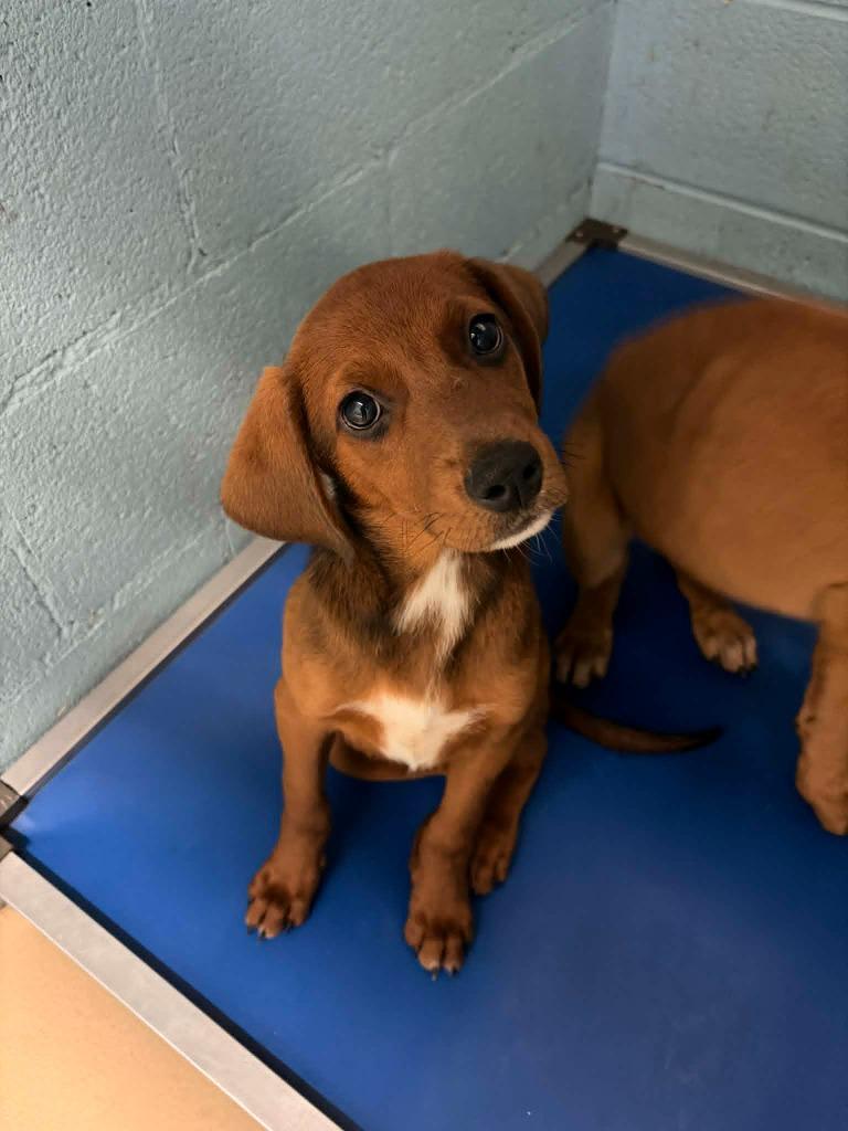Farfalle, Adoptable, Puppy Female Hound & Mixed Breed.