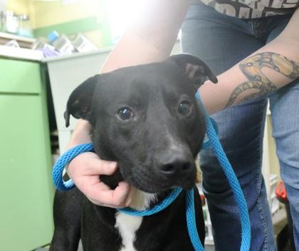 Enlarge Charming, a Adoptable mixed breed in Picayune, MS image 1/3
